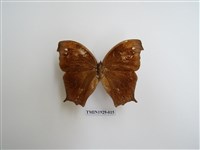 藏品(森林暮眼蝶)的圖片